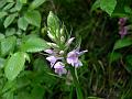 anacamptis pyramidalis